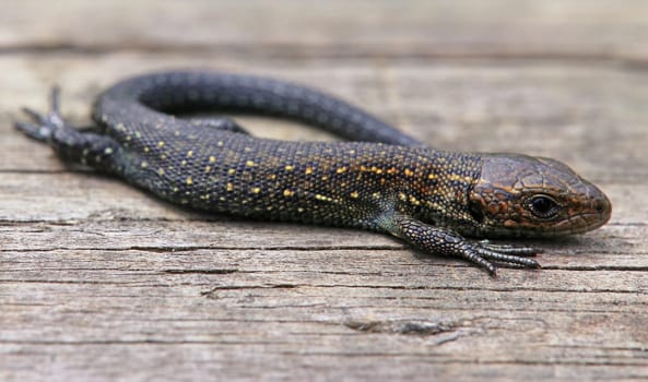 Bog lizard Zootoca vivipara