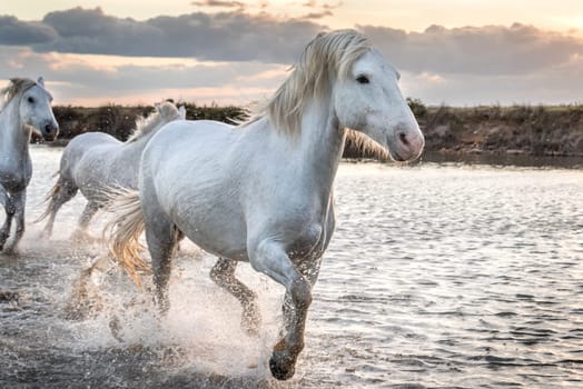 Herd of white horses running through the water. Image taken in Camargue, France.