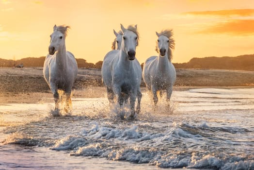 White horses are galoping in the water  all over the sea in Camargue, France.