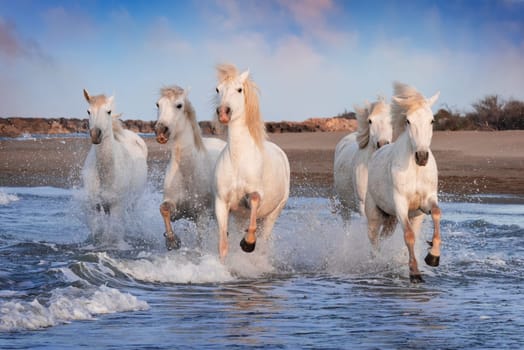 White horses are galoping in the water  all over the sea in Camargue, France.