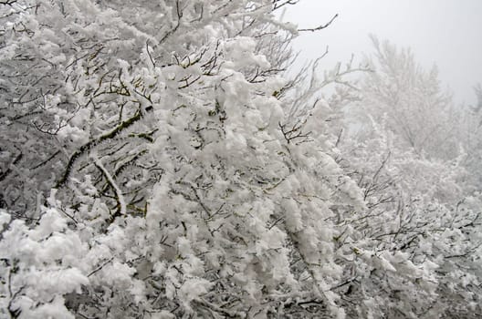 romantic winter landscape in the Rhön in January