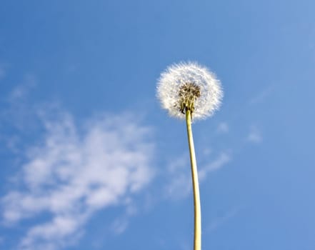 Dandelion in th sky