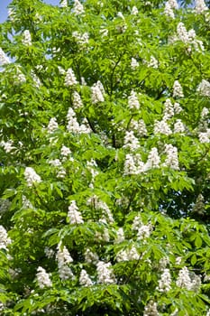 Chestnut tree