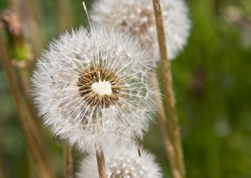 Dandelion on lawn