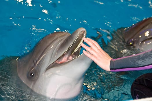 Smiling dolphin and trainer hand