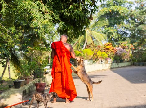 Ceylon, buddhist feeding dogs in buddha temple. Shri Lanka, Unesco heritage. Asia culture, buddhism religion