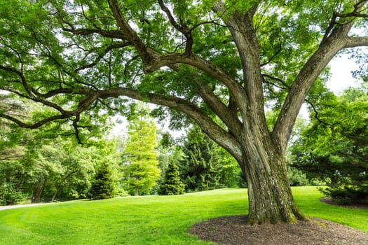 Green grass and trees on a fresh meadow.