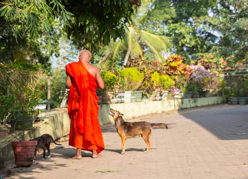 Ceylon, buddhist feeding dogs in buddha temple. Shri Lanka, Unesco heritage. Asia culture, buddhism religion