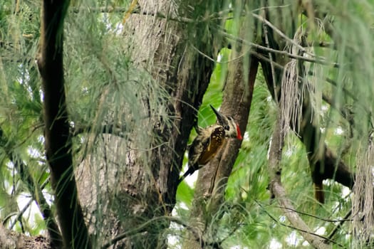 Pileated woodpecker, most striking forest birds with size of a crow, black with bold white stripes down the neck and a flaming-red crest in search prey, carpenter ants, making holes in the wood.