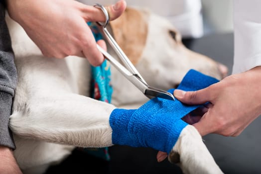 Close-up of a veterinarian taking care of injured dog