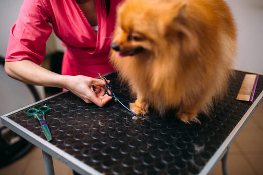 Pet groomer hands cuts with scissors claws of a dog, puppy washing in grooming salon. Professional groom and hairstyle for domestic animals