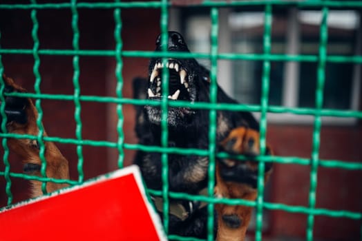 Dog face behind bars in veterinary clinic, no people. Vet hospital, professional treatment of domestic animals
