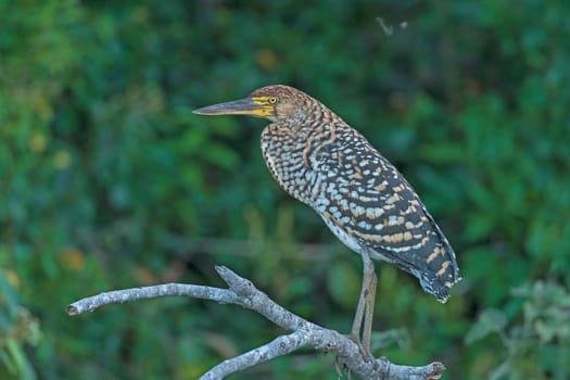 Rufescent Tiger Heron in a Pantanal Gallery Tree in Brazil