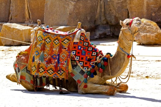 Camel sit with traditional Bedouin saddle in Egypt.