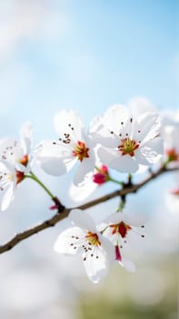 Flowers on an apple tree in spring. High quality photo