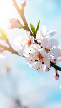 Flowers on an apple tree in spring. High quality photo