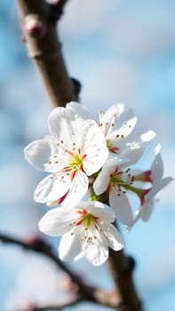 Flowers on an apple tree in spring. High quality photo
