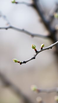 Buds on a tree in spring, blurred background. High quality photo