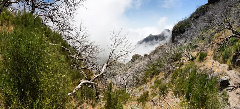 Old dry trees in cloudy mountains, Portugal, Madeira