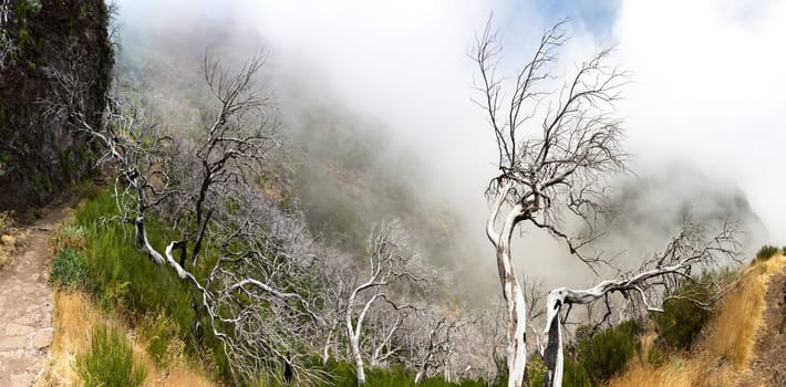 Obscure mountains with dead trees, Portugal, Madeira