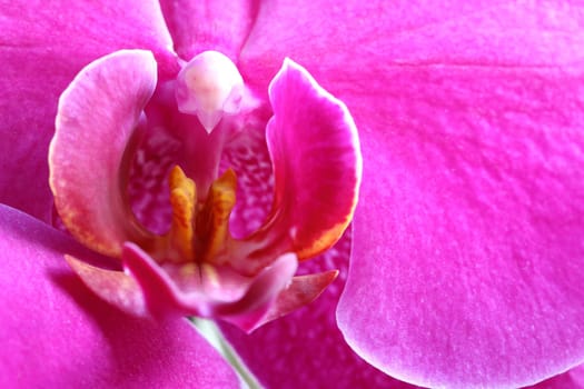 Detail of the bloom of orchid - macro