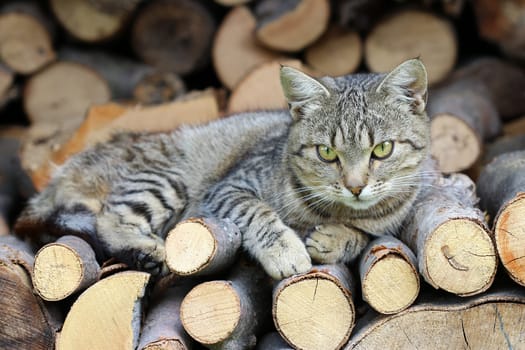 Detail of the cat resting on a heap of logs