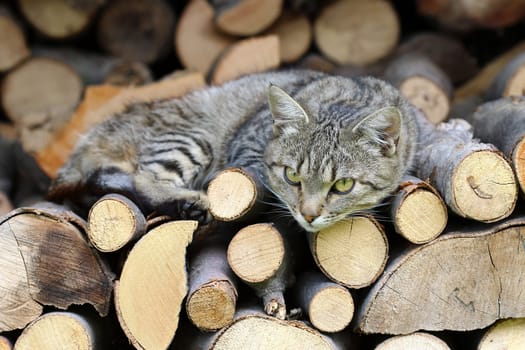 Detail of the cat resting on a heap of logs