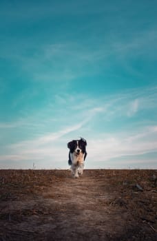 Dramatic scene lonely dog walking a pathway on desolate field under the clear blue sky copy space. Cold, windy autumn day, seasonal mood, adorable pet.