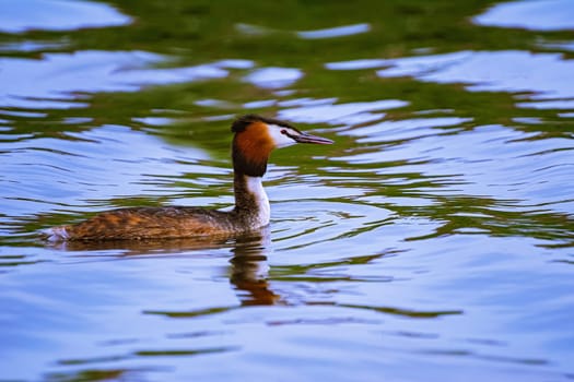 The great crested grebe (Podiceps cristatus) at the lake