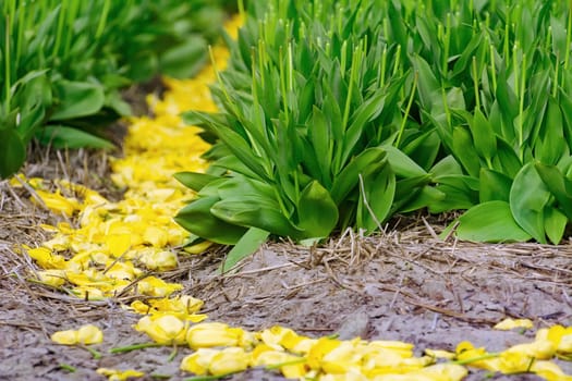 Mown tulip field in the Netherlands
