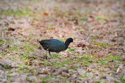 Eurasian coot (Fulica atra) at the shore