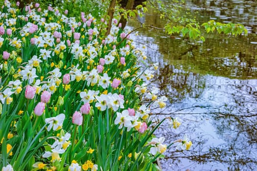 Narcissus and tulips on the bank of the river