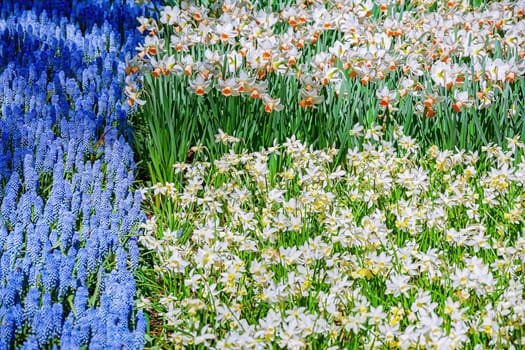 Muscari Armeniacum and Narcissus Flowerbed in the Park