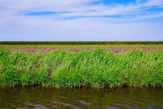 Riverbank overgrown with grass. View from the river