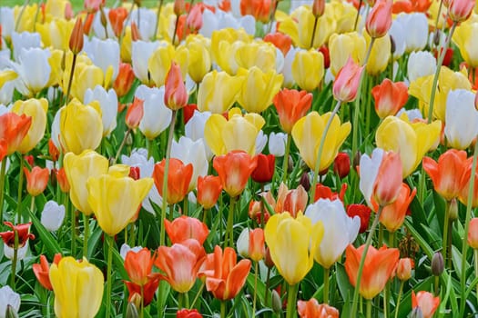 Flowerbed of tulips in the garden. Springtime in Netherlands