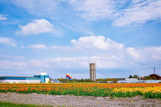 Tulip field and factory in the Netherlands