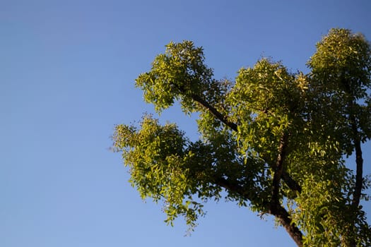 Tree tops framing the sunny blue sky, stock photo