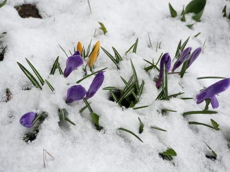 Primroses yellow and purple frozen in white snow, close-up
