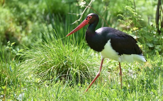 Black stork foraging