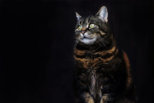A pretty brown-black cat in the evening against a dark background