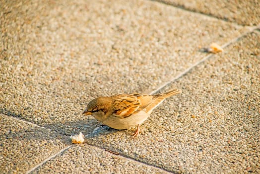 house sparrow in a pedestrian area