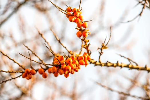 common sea buckthorn fruits