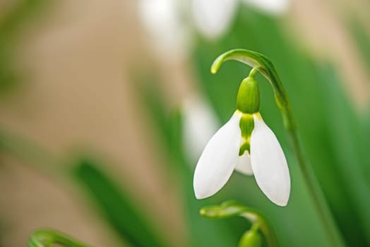 snowdrop, flowers in a German garden in wintertime