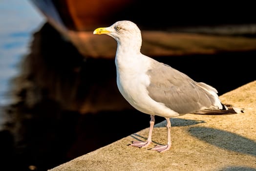 Herring gull on a pier in a seaport in Poland