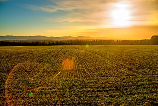 field of winter wheat with sunset in Germany