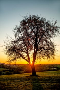 sunset in autumn with tree
