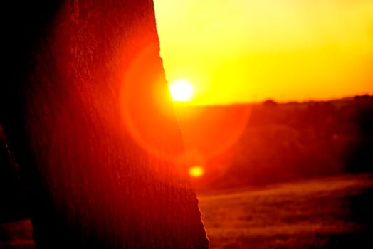 sunset in autumn with tree