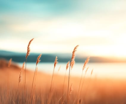 Golden hour light bathes tall grasses, swaying gently in the breeze. Nature's beauty, captured at sunset.