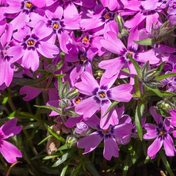 Moss Phlox (Phlox subulata), flowers of summer