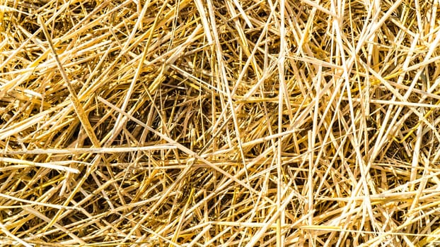 Straw stems in detail outside on the field